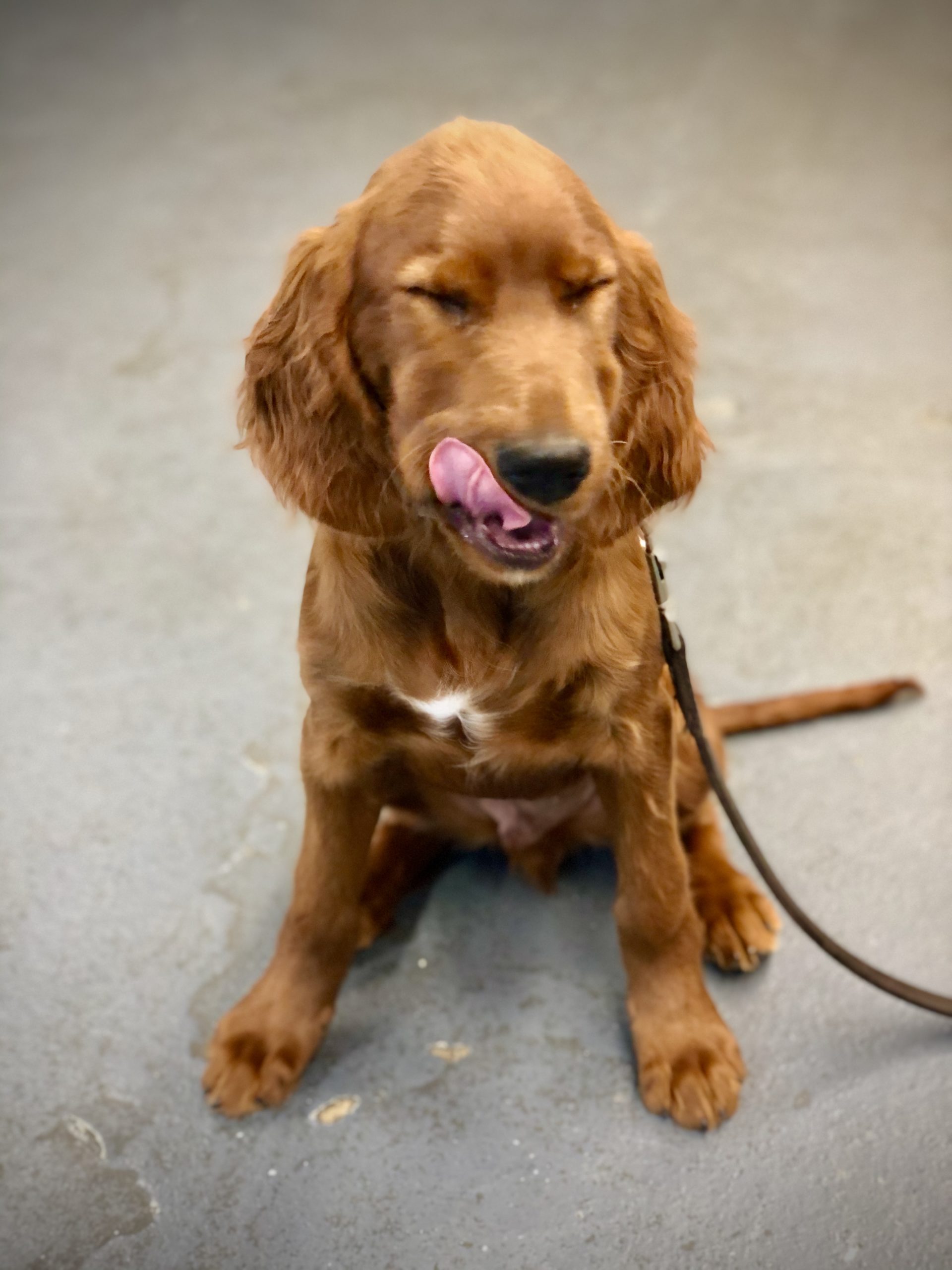 Trained Irish Setter Puppy Man's Best Friend