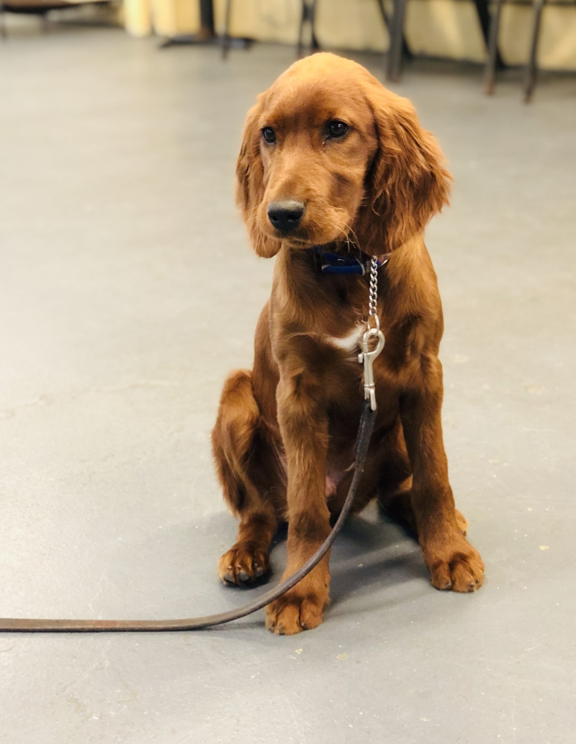 irish setter hopkins
