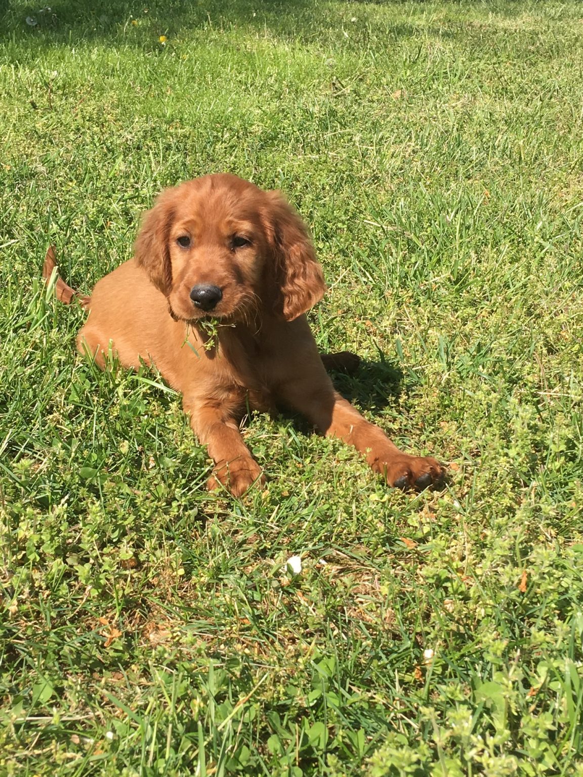 Trained Female Irish Setter Puppy Man's Best Friend