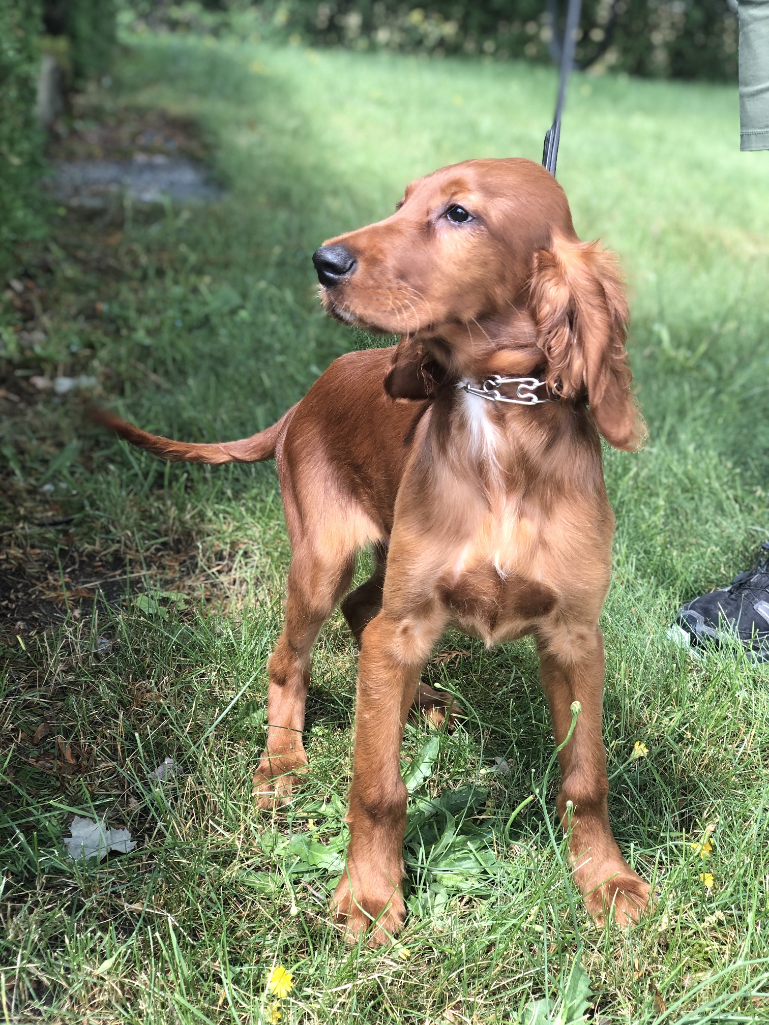 irish setter 2813