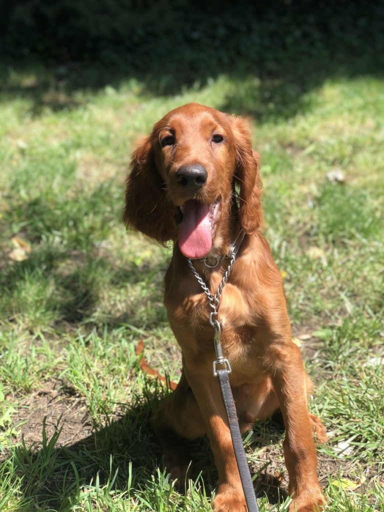 Trained Male, AKC Irish Setter Puppy – Man's Best Friend
