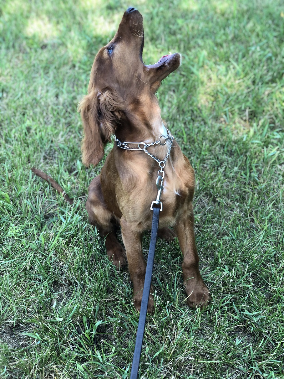 Trained Male, AKC Irish Setter Puppy – Man's Best Friend