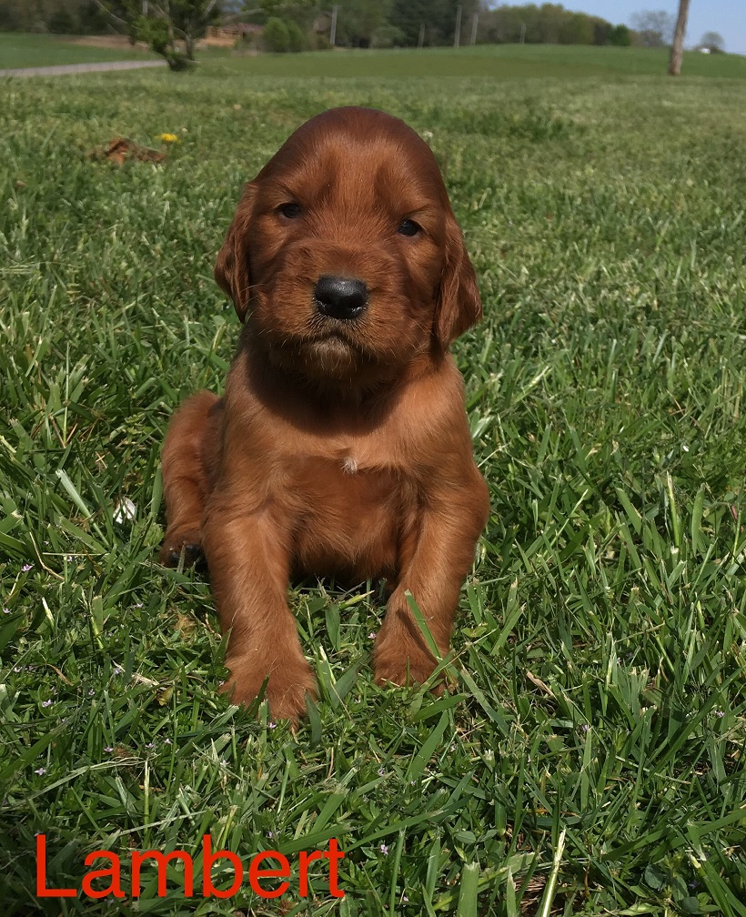 Trained Male, AKC Irish Setter Puppy – Man's Best Friend