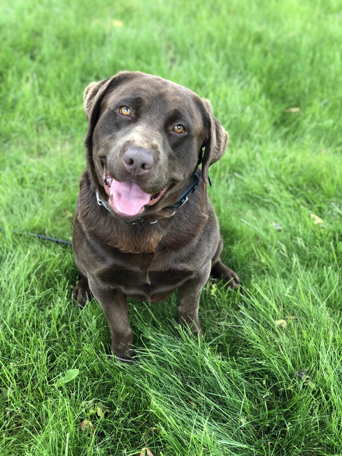 Trained, Adult, Chocolate Lab Man's Best Friend