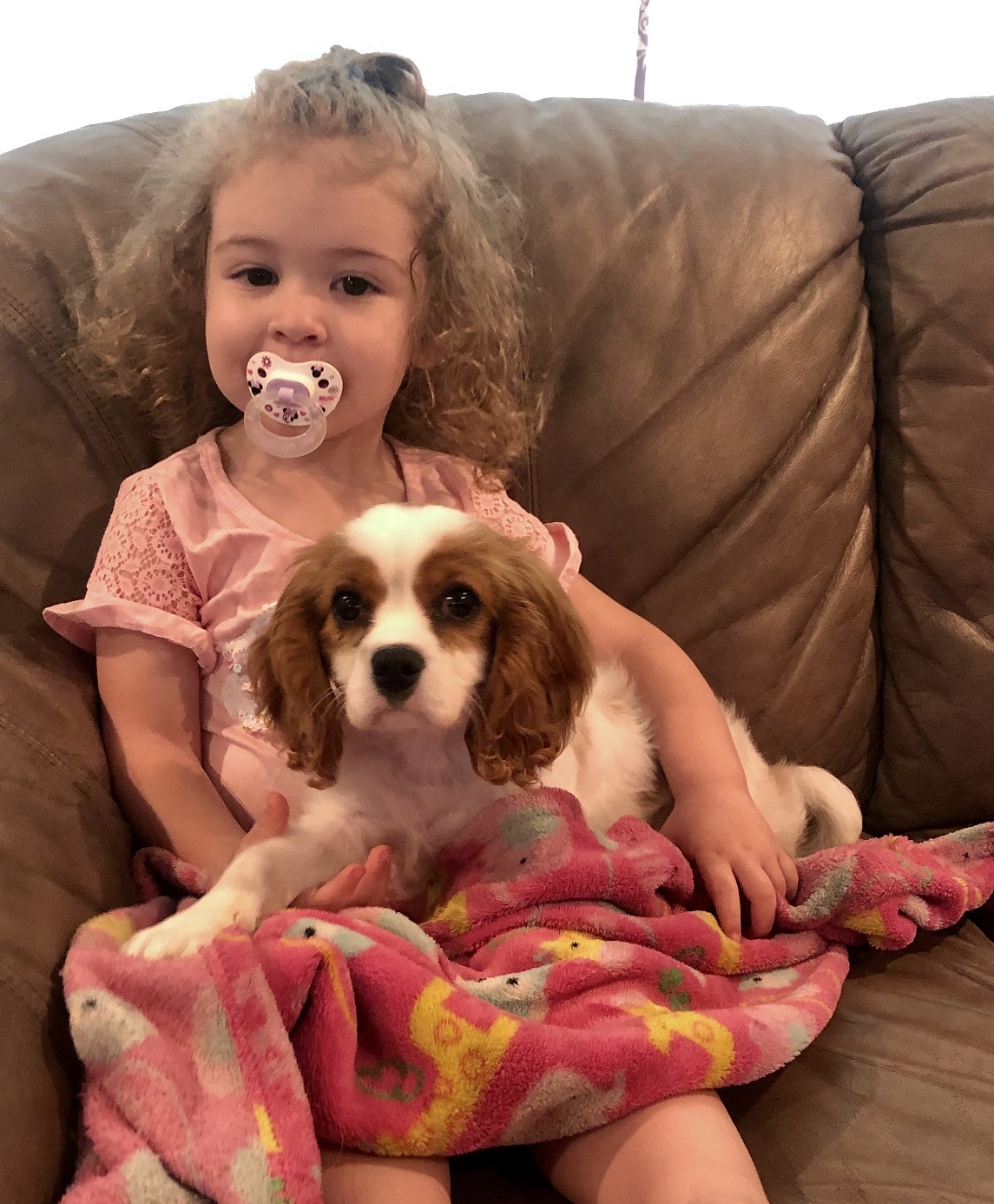 Trained cavalier king charles spaniel shop for sale