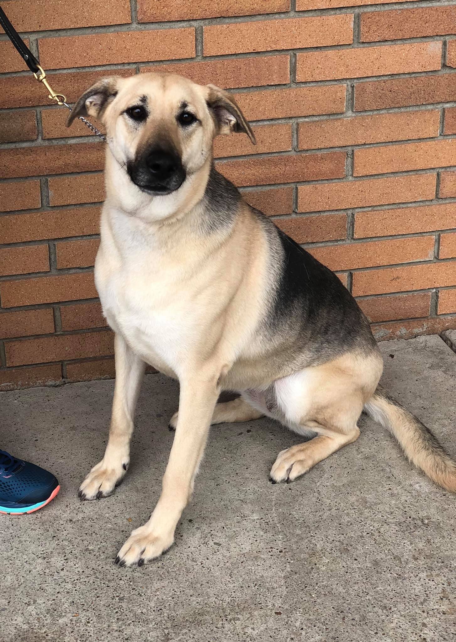 Female german shepherd mix 2025