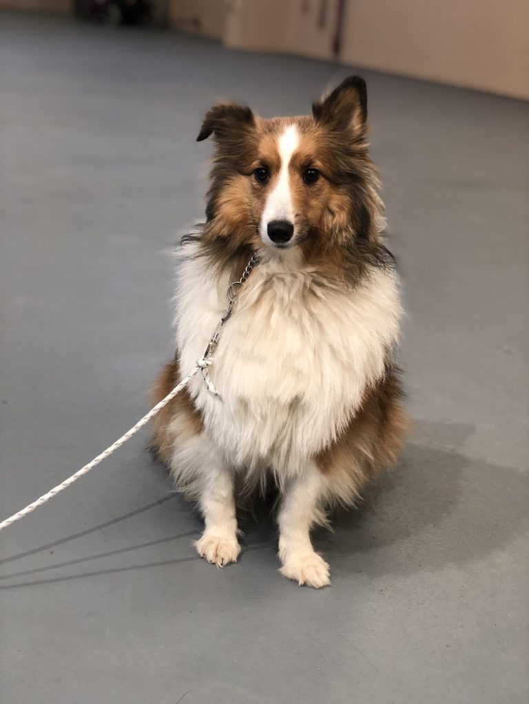 Maggie Trained, Adult, Female, Sheltie Man's Best Friend