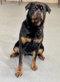 trained dogs rottweiler female two year old protection