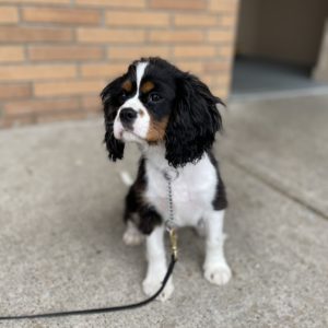 tricolor cavalier king charles spaniel
