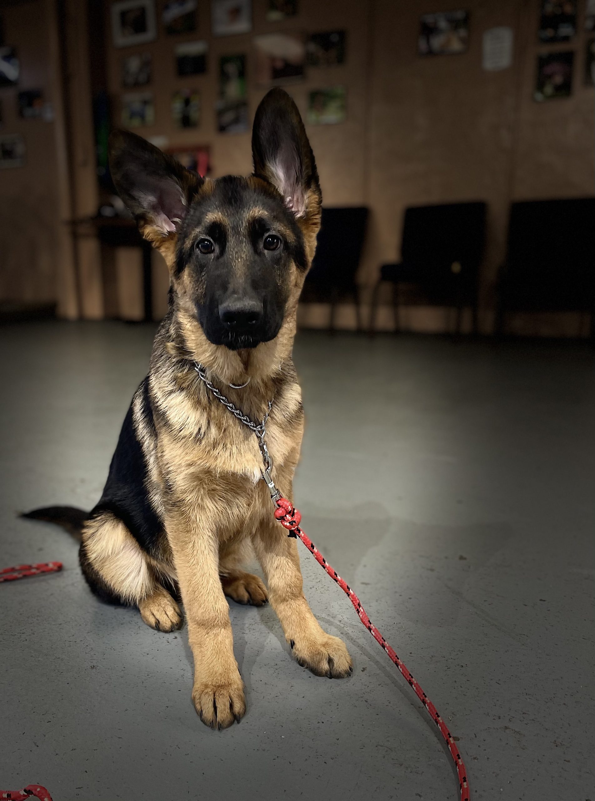 Odin: Trained, Showline German Shepherd Puppy with AMAZING Pedigree