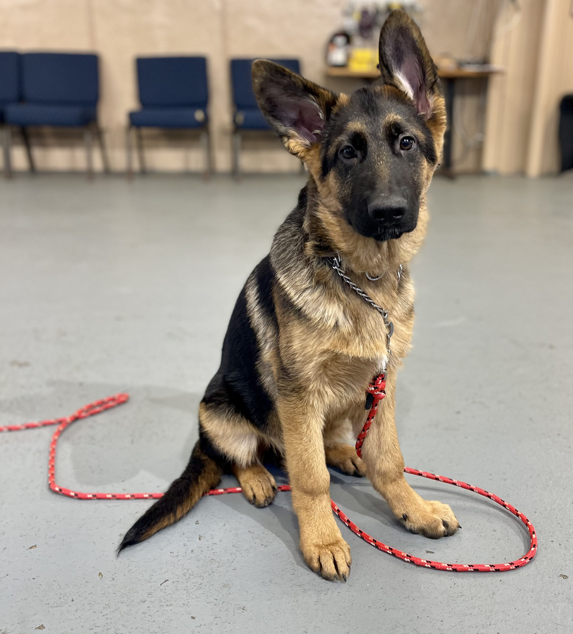 Odin Trained, Showline German Shepherd Puppy with AMAZING Pedigree