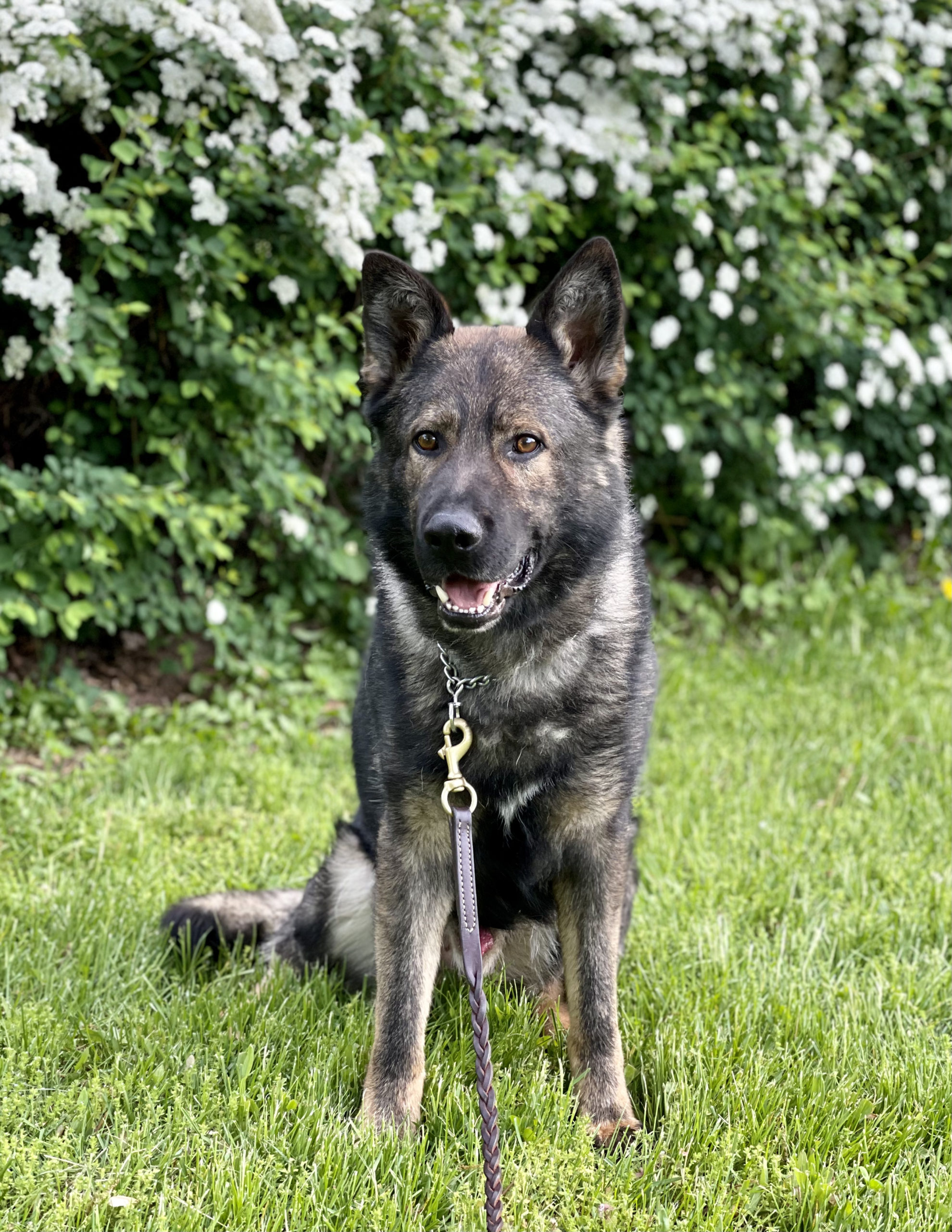 Zeke: Trained, Working line, German Shepherd – Man's Best Friend