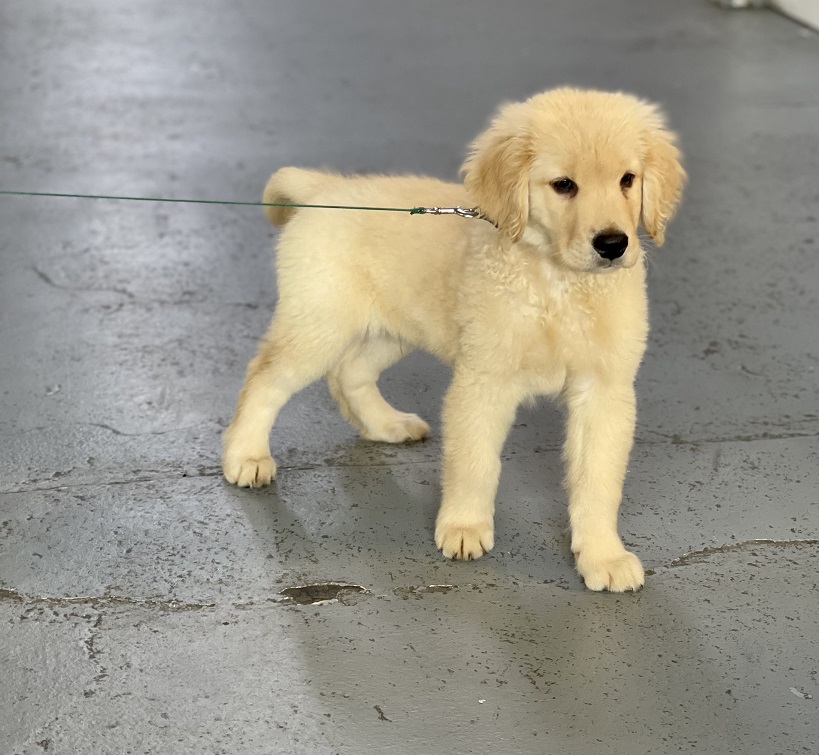 Trained Male Golden Retriever Puppy (lighter) Man's Best Friend