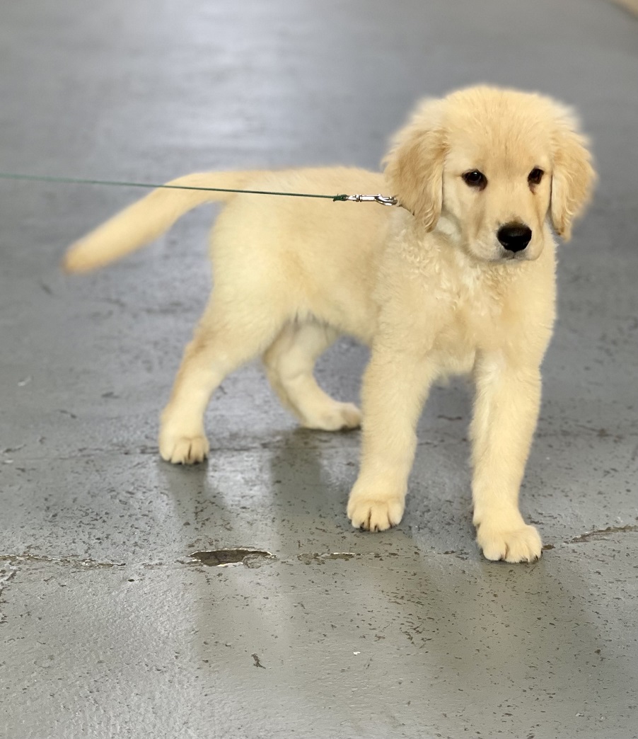 Trained Male Golden Retriever Puppy (lighter) Man's Best Friend