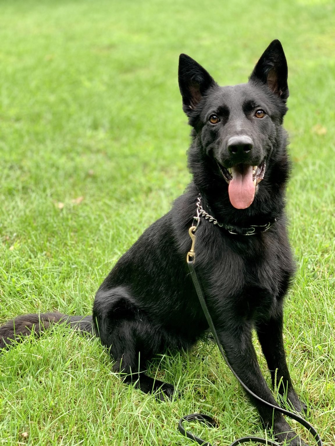 my german shepherd highc my german shepherd highc