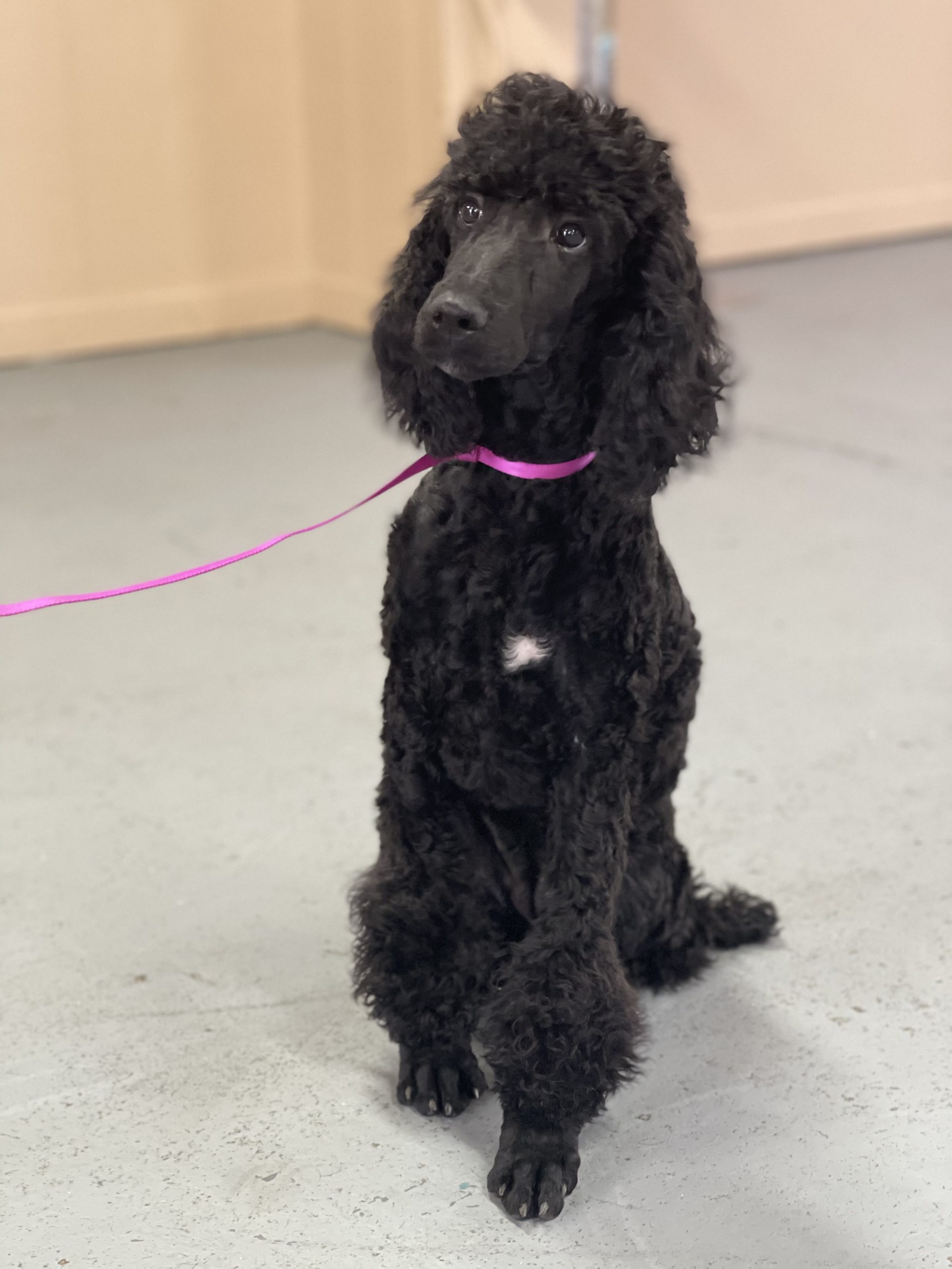 Trained Female Standard Poodle Puppy Man's Best Friend