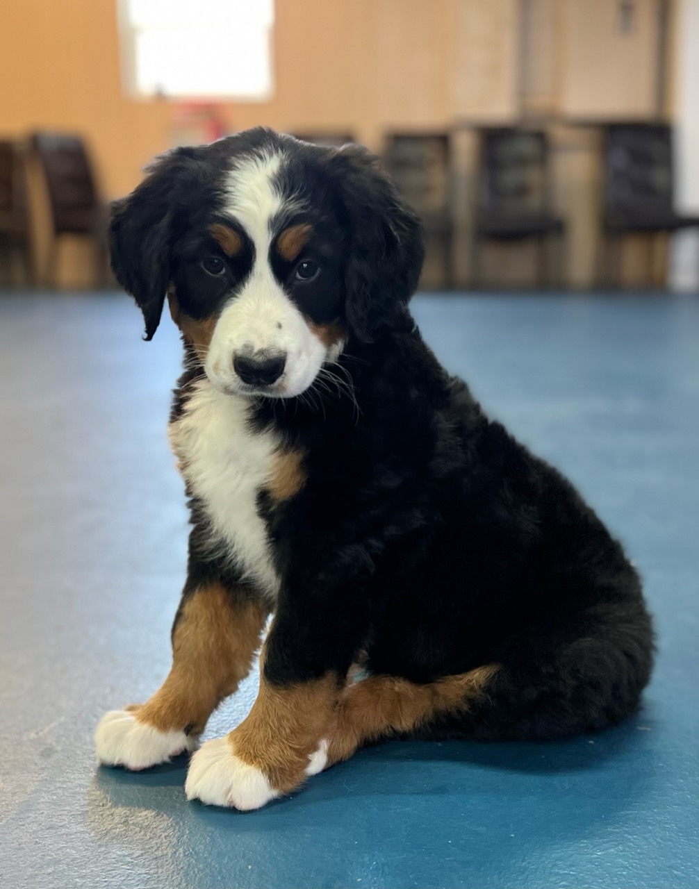 MaryKate Bernese Mountain Dog Man's Best Friend