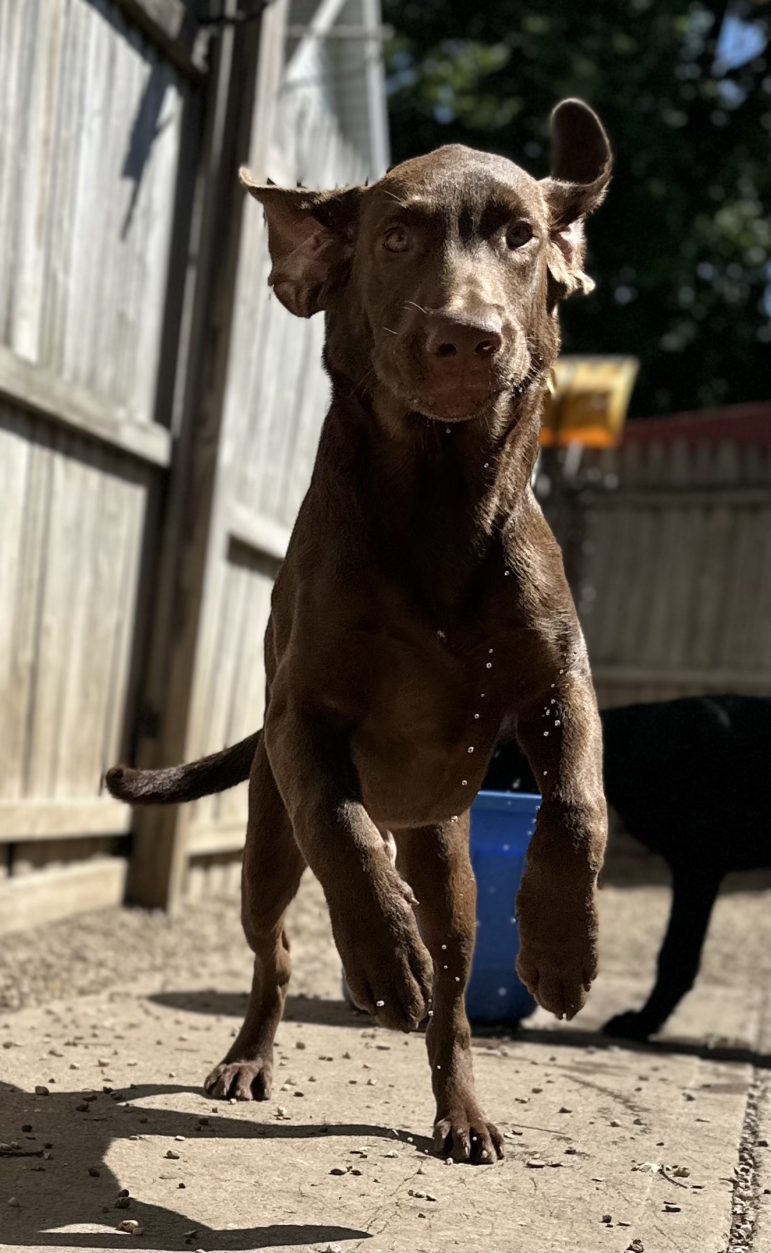 Speedy Labrador Retriever Man's Best Friend